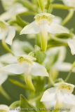 Platanthera chlorantha
