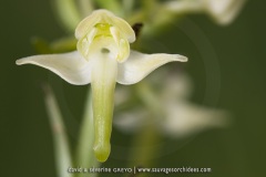 Platanthera chlorantha