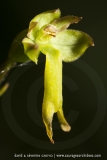 Listera ovata