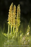 Orchis anthropophora
