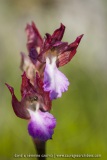 Anacamptis papilionacea