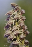 Neotinea maculata