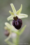 Ophrys sphegodes