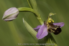Ophrys apifera