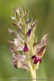 Anacamptis fragrans