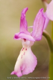 Orchis provincialis