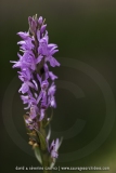 Dactylorhiza brennensis