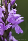 Dactylorhiza brennensis