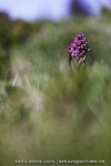 Dactylorhiza sambucina