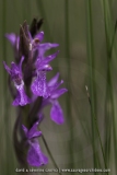 Dactylorhiza brennensis