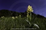 Dactylorhiza sambucina