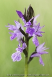 Dactylorhiza brennensis