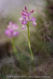 Orchis provincialis