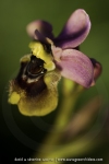 Ophrys neglecta