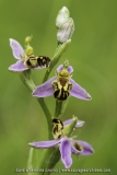 Ophrys apifera