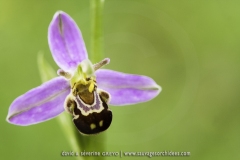 Ophrys apifera