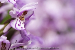 Dactylorhiza fuchsii