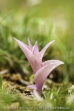 Epipactis kleinii
