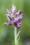 Anacamptis fragrans