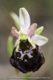 Ophrys morisii