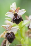 Ophrys morisii