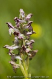 Anacamptis fragrans