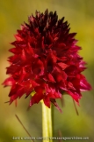 Gymnadenia cenisia