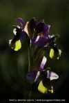 Ophrys neglecta
