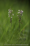 Epipactis palustris