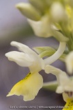 Orchis pauciflora