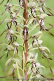 Himantoglossum hircinum