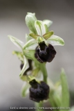 Ophrys morisii