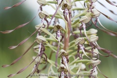 Himantoglossum hircinum