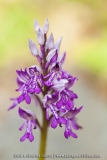 Orchis militaris