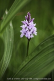 Dactylorhiza maculata