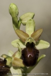 Ophrys sphegodes