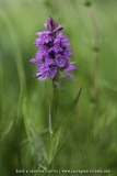 Dacthyloriza majalis