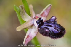 Ophrys incubacea