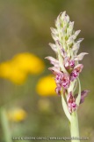 Anacamptis fragrans (Syn. Orchis fragrans)