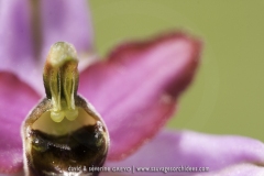 Ophrys aveyronensis