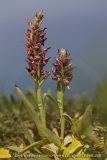 Anacamptis fragrans