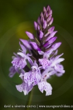 Dactylorhiza maculata