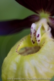 Cypripedium calceolus