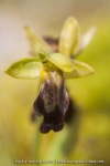 Ophrys lupercalis