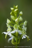 Platanthera chlorantha