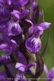 Dactylorhiza majalis
