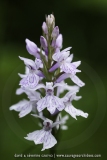 Dactylorhiza ericetorum
