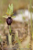 Ophrys incubacea