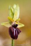 Ophrys incubacea