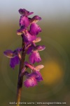 Anacamptis morio (Syn. Orchis)